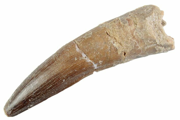 Fossil Spinosaurus Tooth - Real Dinosaur Tooth #368016